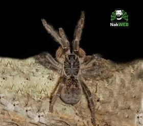 Ziva exotica Praha,Fauna Thry Ostrava