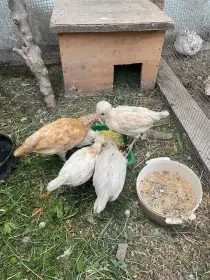 Prodám paduánky
