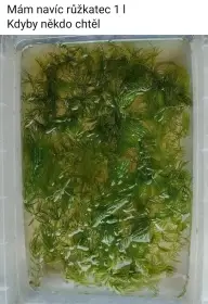 Prodám