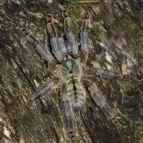 Psalmopoeus cambridgei dospělá samice