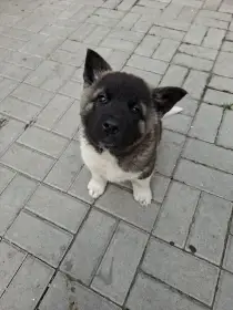 Americka akita