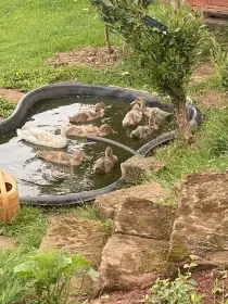 Prodám letošní vysezené kačkou právě přepeřují