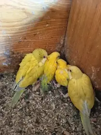 2 samci zelení palidi a 2 samičky yelou face