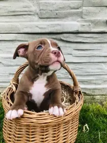 American Bully štěňata s abkc PP