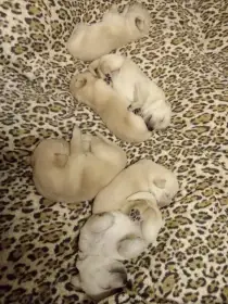 Štěňátka labradorského retrívra