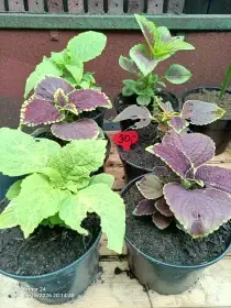 Coleus - Africká kopřiva