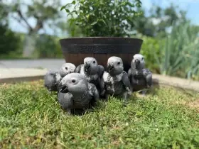 Prodám mláďata Žako kongo