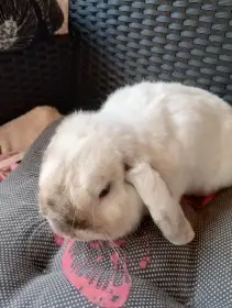 Prodám chovného samečka minilopa