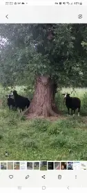 Stádo ovcí - 7 bahnic, 5 jehňat a 3 berani Zwartbles (POP)