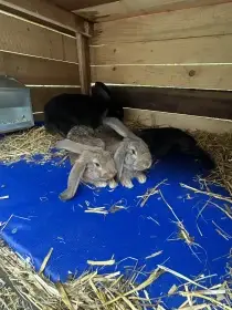 Kříženci Francouzského berana