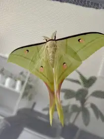 Actias Selene