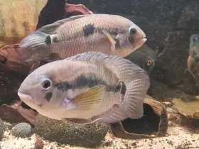 Krobia itanyi