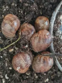 Šneček: Archachatina Marginata Suturalis F2