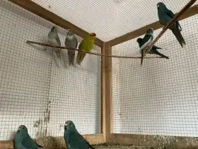 Kakariki červenočelý