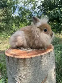 Zakrslý králík lvíček