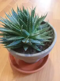 Aloe aristata