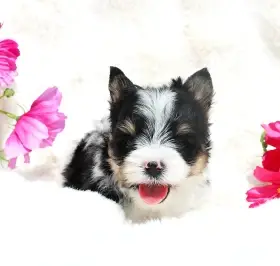 Biewer terrier s PP FCI