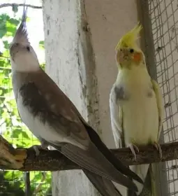 Rušení chovu