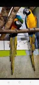Par ararauna