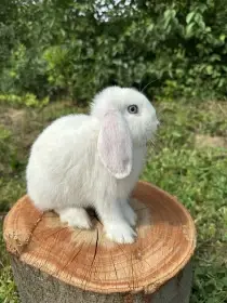 Zakrslý beránek