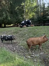 Prasátka kune kune
