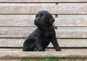 Labrador Retriever - Field Trial linie