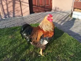 Prodám kmen wyandotek