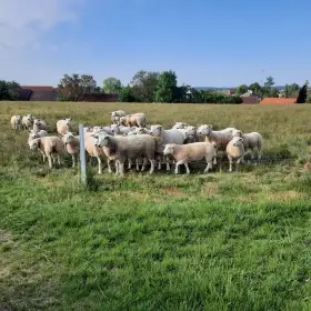 Jehničky Texel s pop