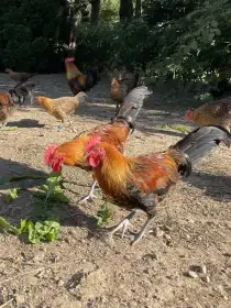 Česká zlatá kropenka