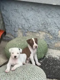 Pitbull