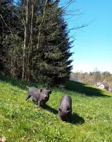 Daruji selátka gottingenského prasete