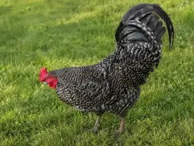 Kohout