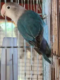 Agapurnis