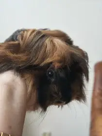 Chlapec
