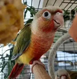 Ručně dokrmené samičky pyrury zelenolící, pineapple