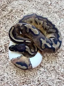 Krajta královská Black Head Pied