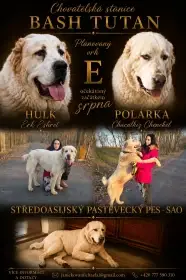 Štěňata SAO - Středoasijský Pastevecký Pes