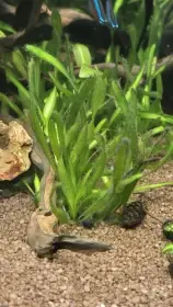 Rostlinky