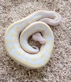 Krajta kralovska Lavender Albino