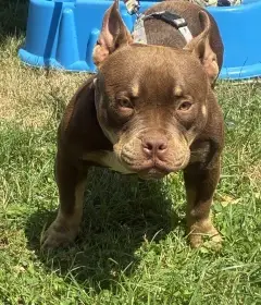 American Bully Micro