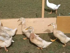 Prodám kachny saské