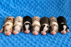 Border kolie Štěňátka s vyšetřením s PP