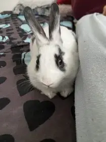  Králíček k prodeji