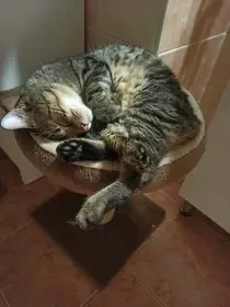 Kocourek Muri hledá nový domov