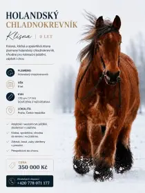 Klisna Dutch Draft (holandský chladnokrevník) – 9 let