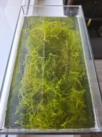 Jávský mech Taxiphyllum sp.