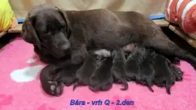 Čokoládový labrador