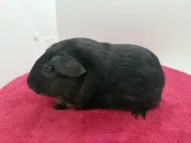 Morče hladké sameček otter černá s PP