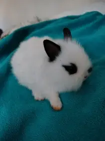 Zakrslí králíčci