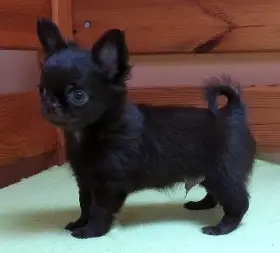 Čivava dlouhosrstá s PP